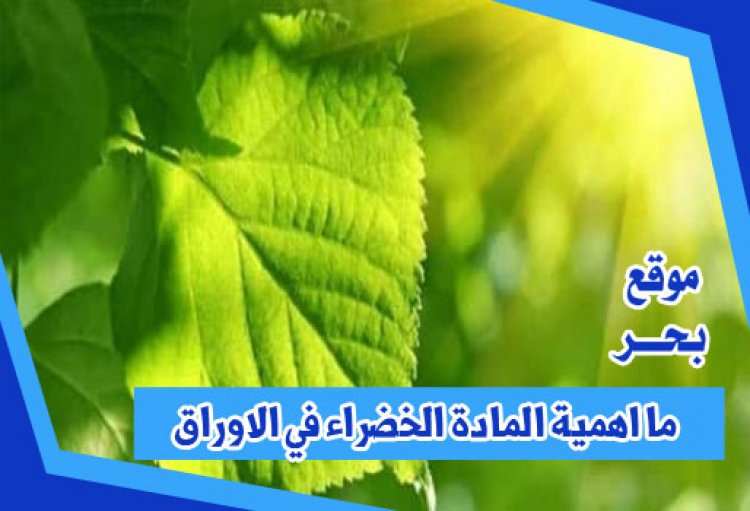 ما اهمية المادة الخضراء في الاوراق