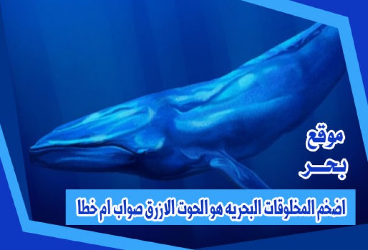 اضخم المخلوقات البحريه هو الحوت الازرق صواب ام خطا